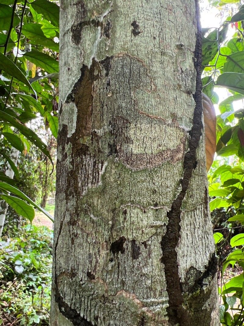 Diospyros crassiflora bark