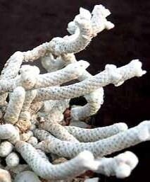 Anacampseros prominens — search result for 'Anacampseros'