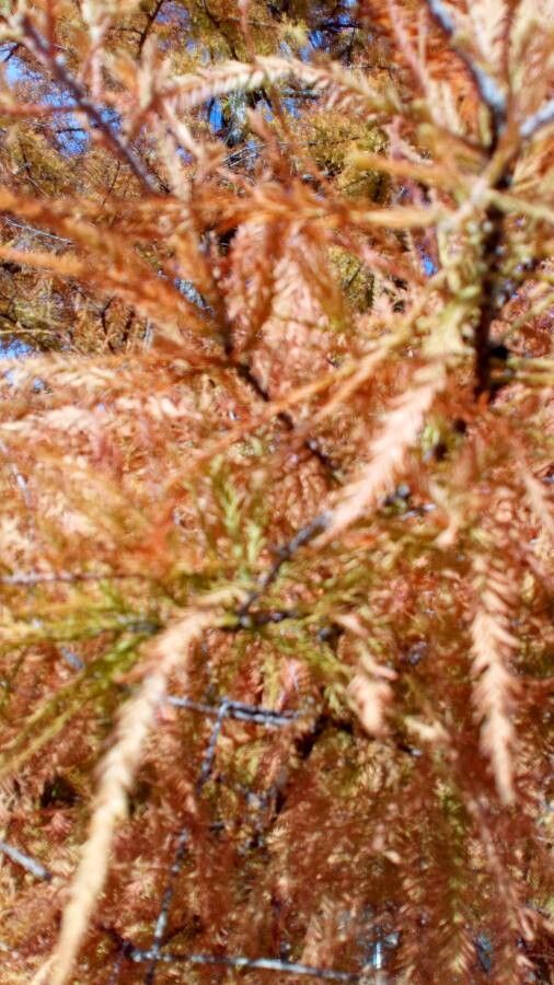 Hymenophyllum hirsutum bark