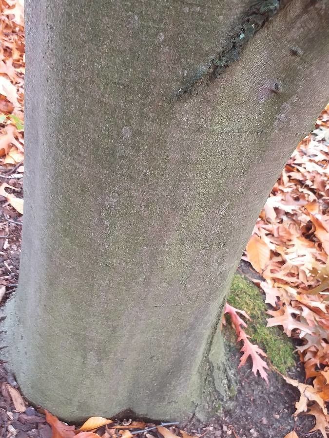 Fagus lucida bark