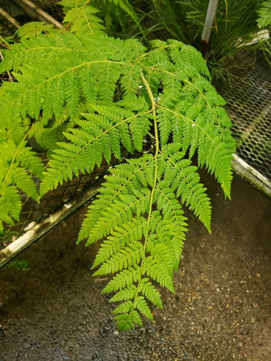 Hypolepis tenuifolia — houseplant care guide