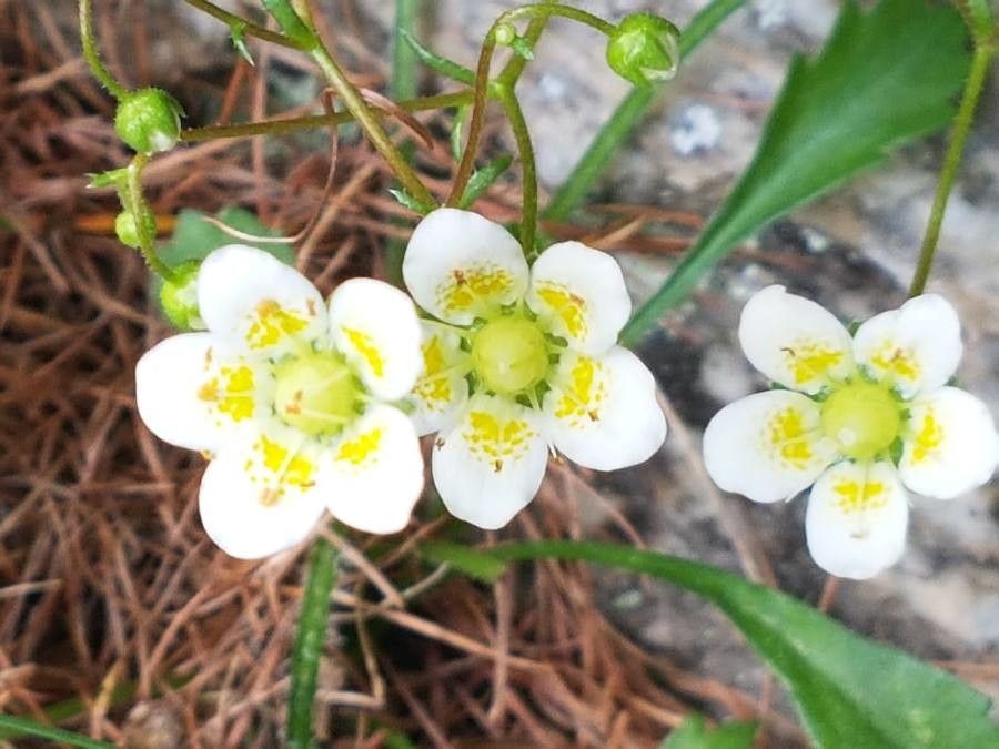 Saxifraga aspera flower