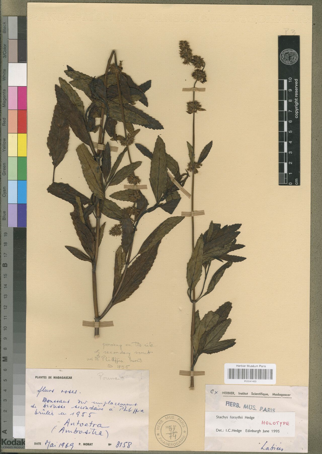 Stachys forsythii — search result for 'Stachys'