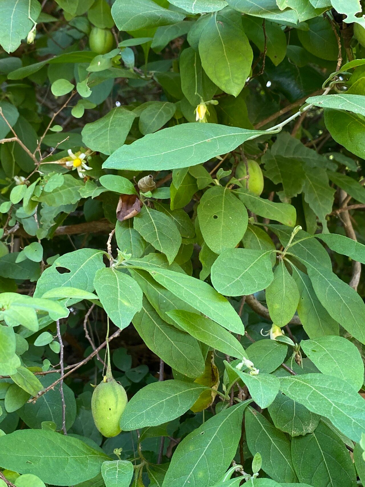 Solanum nematopus — houseplant care guide