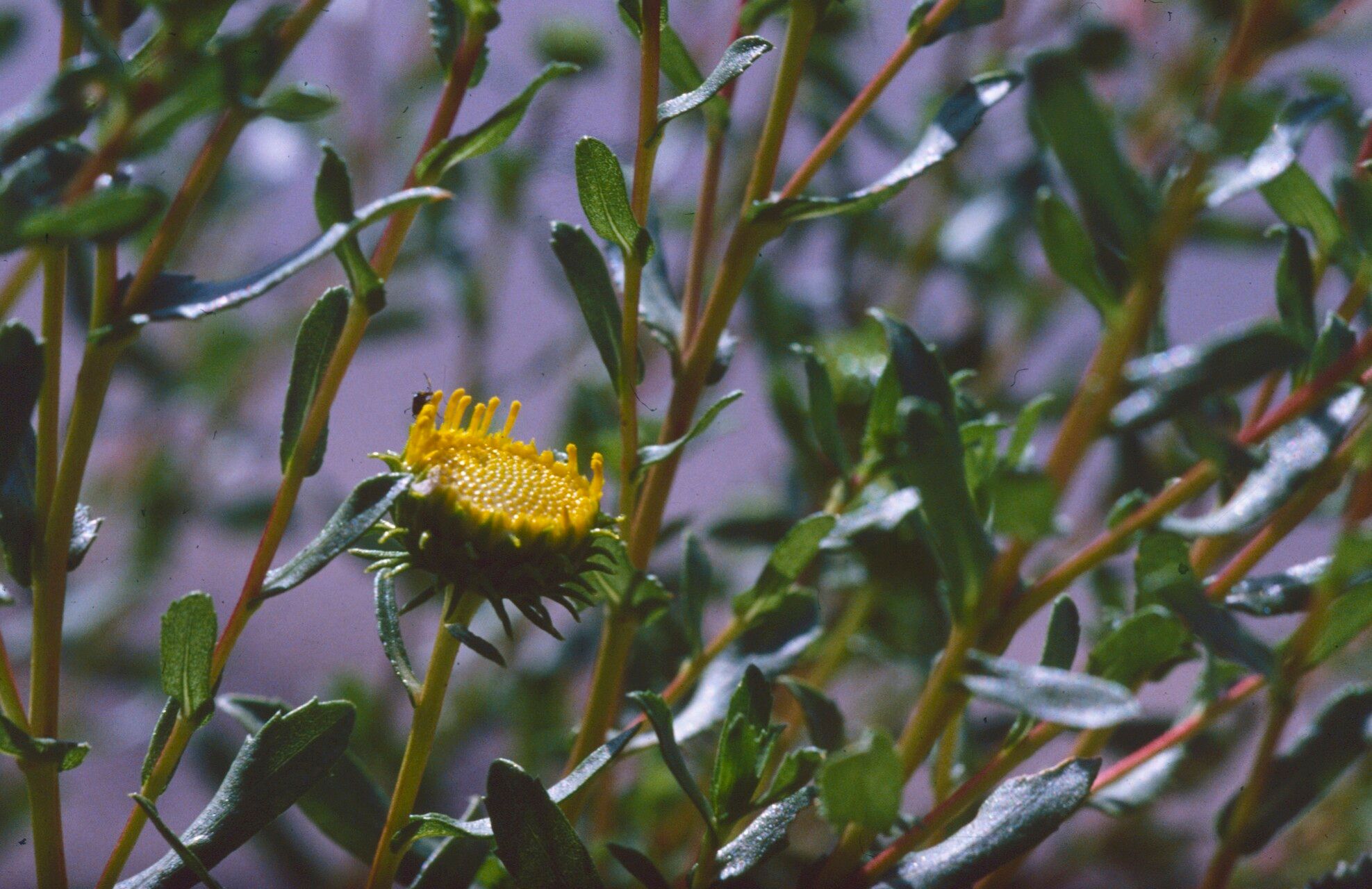 Grindelia nuda — houseplant care guide