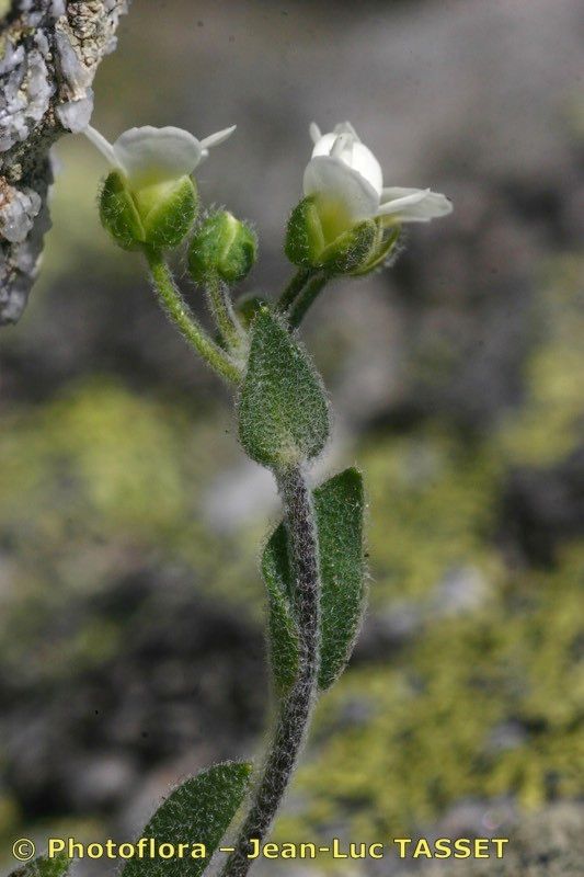 Draba subnivalis flower
