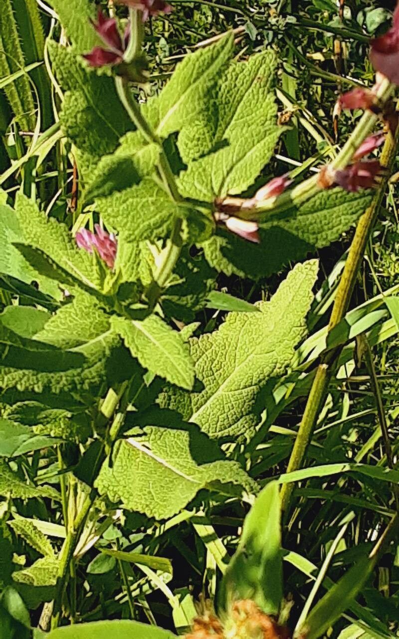 Salvia × digenea — houseplant care guide