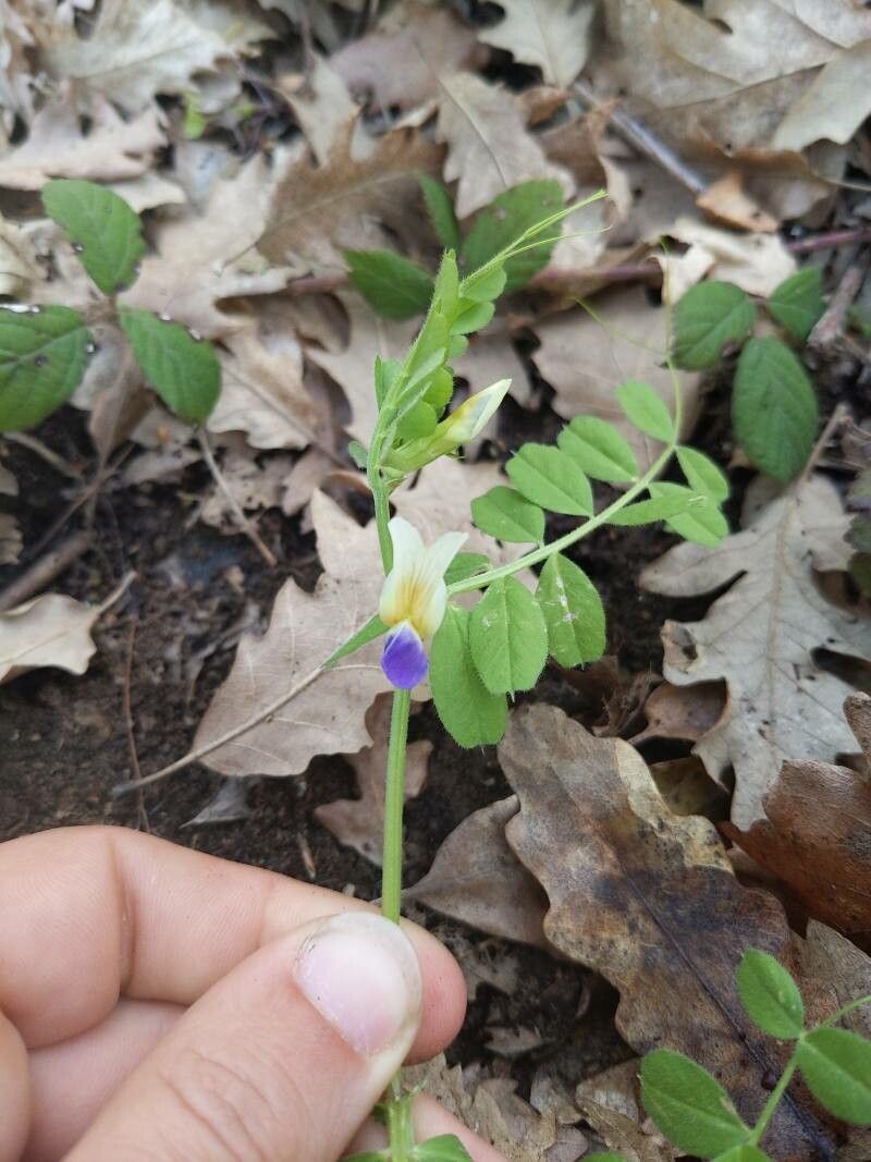 Vicia laeta — houseplant care guide