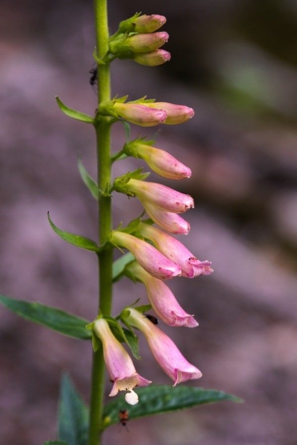 Digitalis × fucata flower