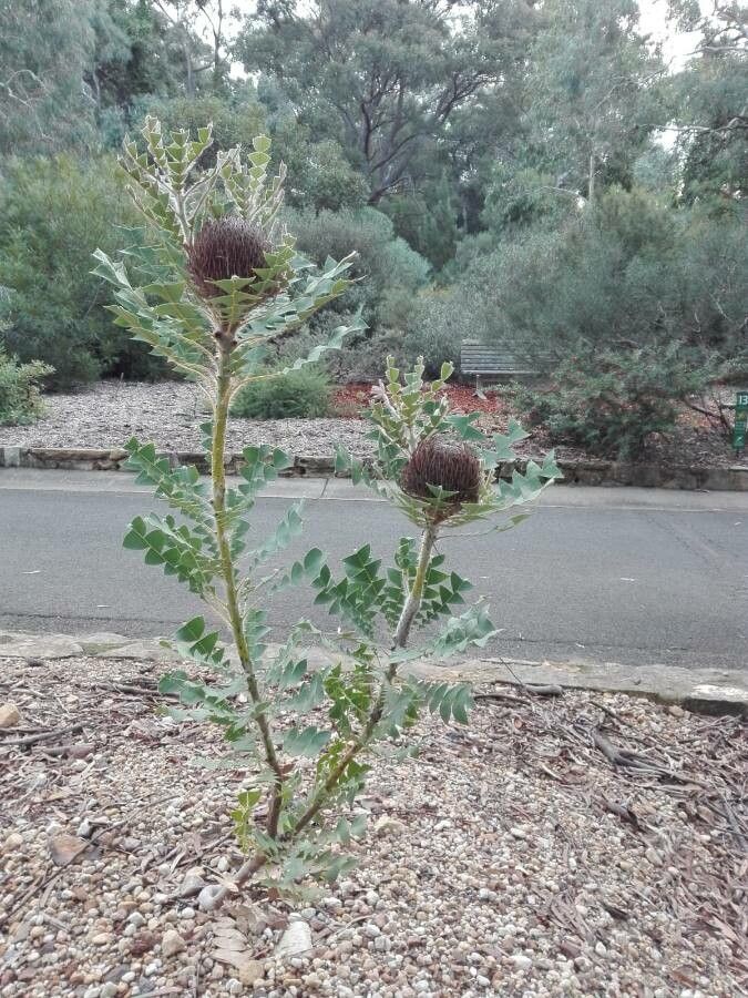 Banksia speciosa — search result for 'Proteaceae'