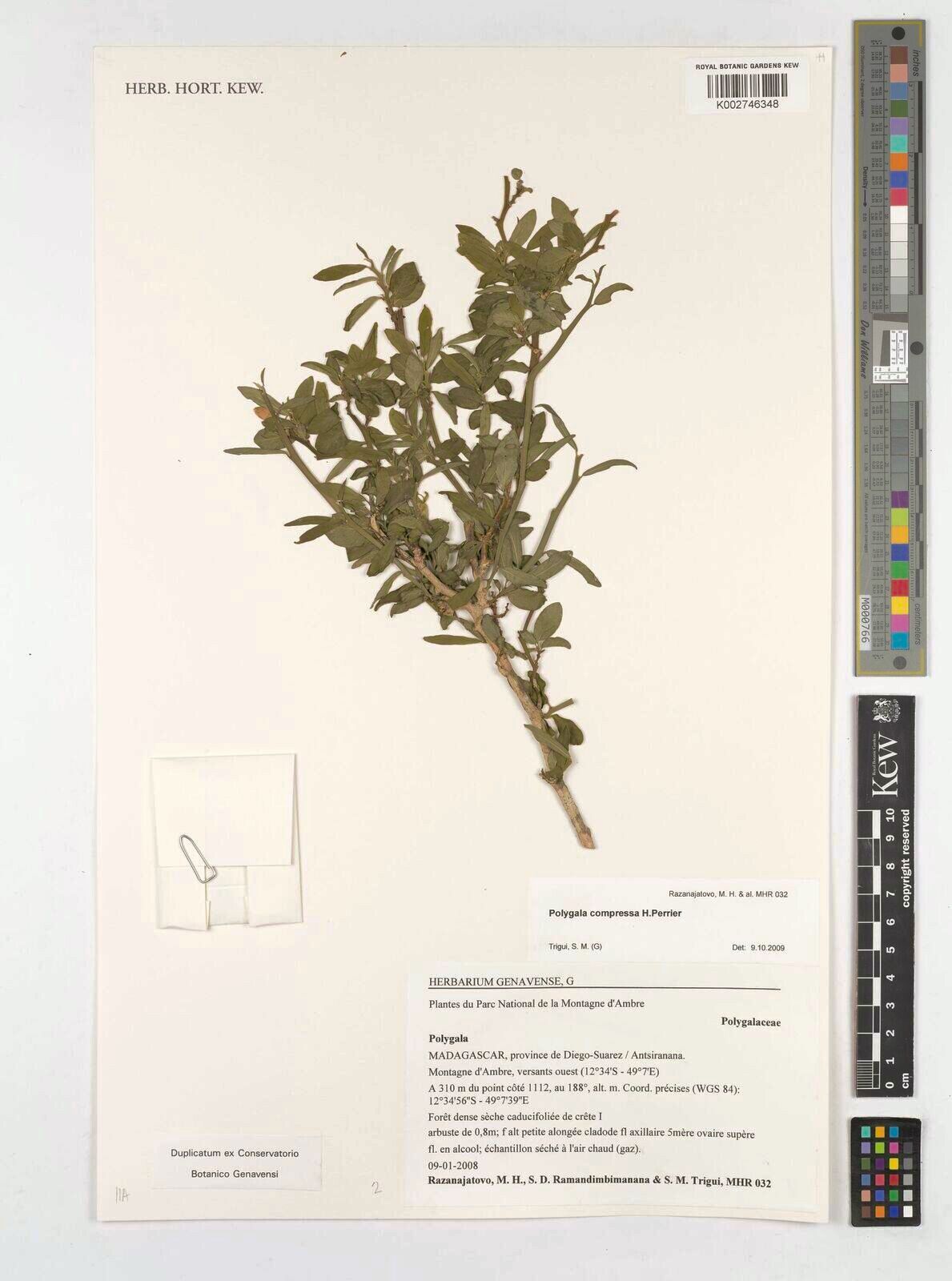 Polygala compressa — search result for 'Polygala'