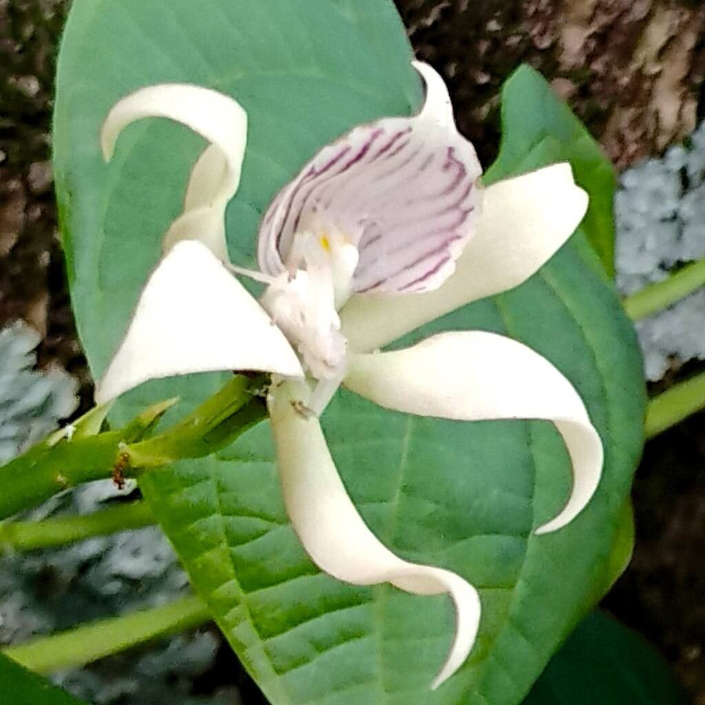 Prosthechea aemula flower