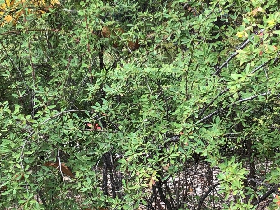 Berberis prattii — search result for 'Berberis'