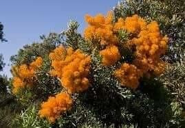 Eucalyptus patens — search result for 'Eucalyptus'