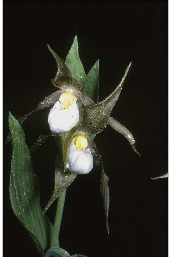 Cypripedium candidum flower