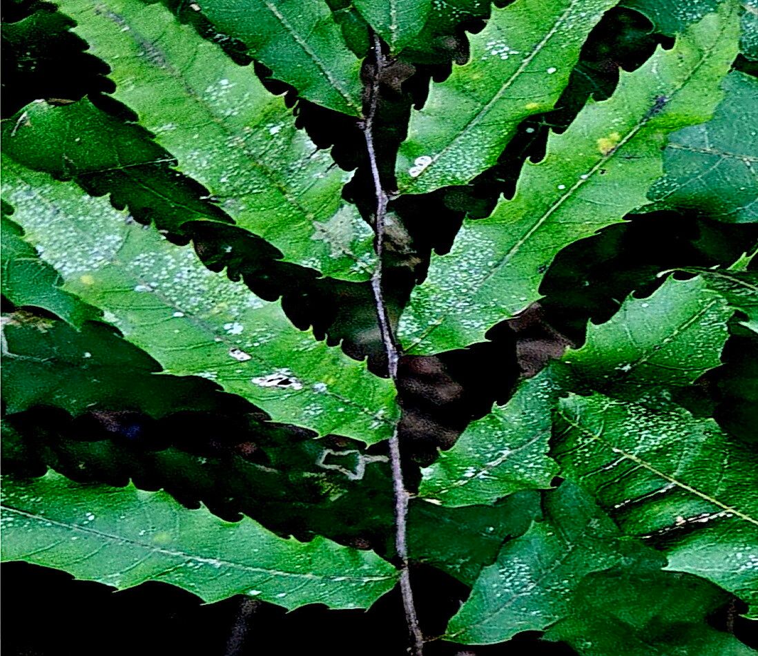 Cupaniopsis serrata — search result for 'Cupaniopsis'