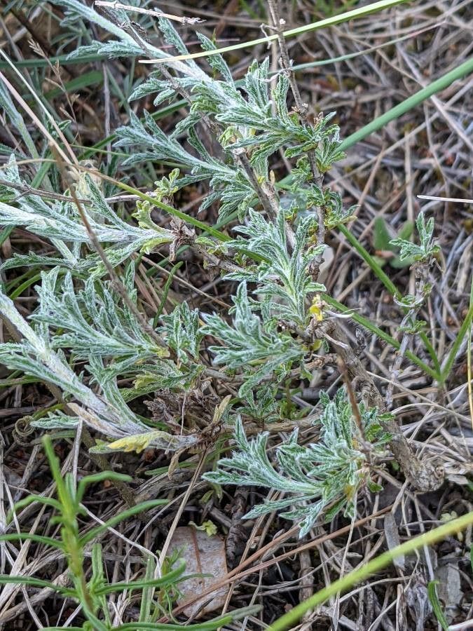 Sideritis fruticulosa — search result for 'Sideritis'