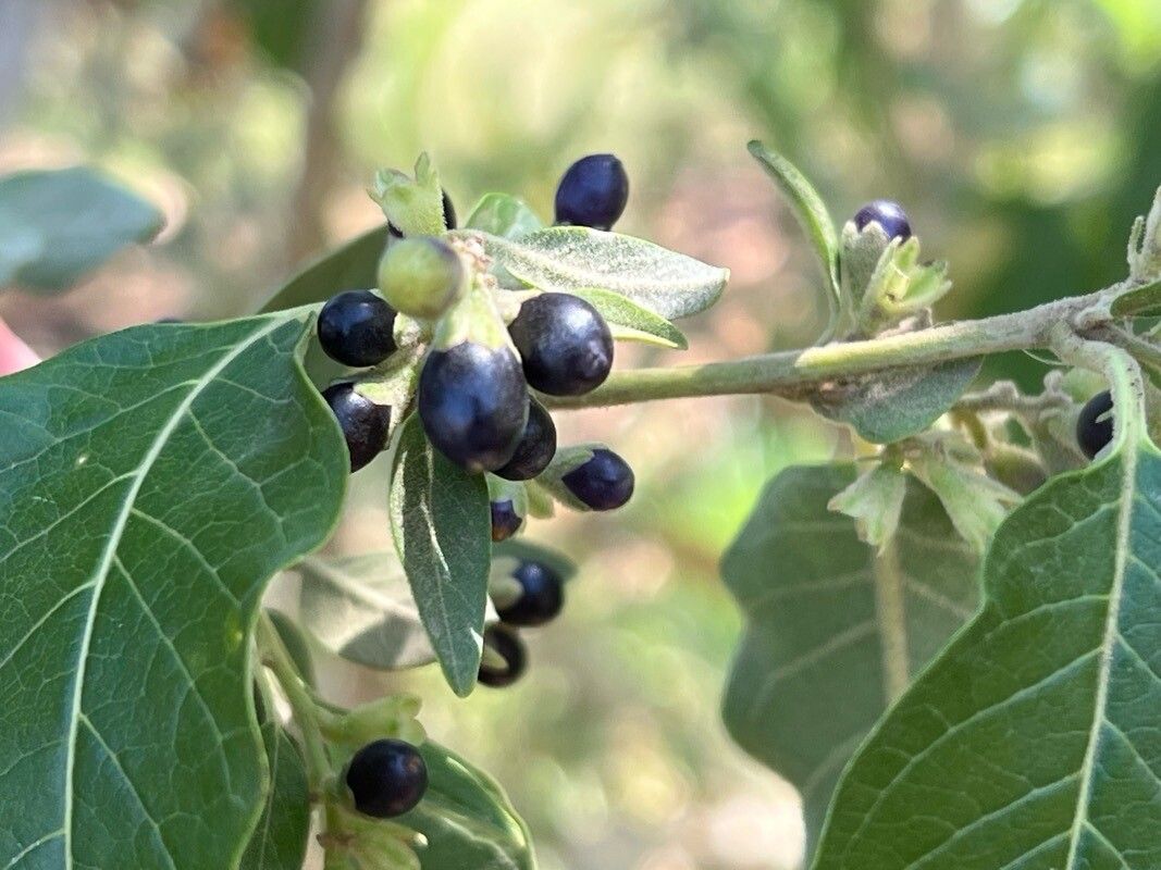 Cestrum reflexum fruit
