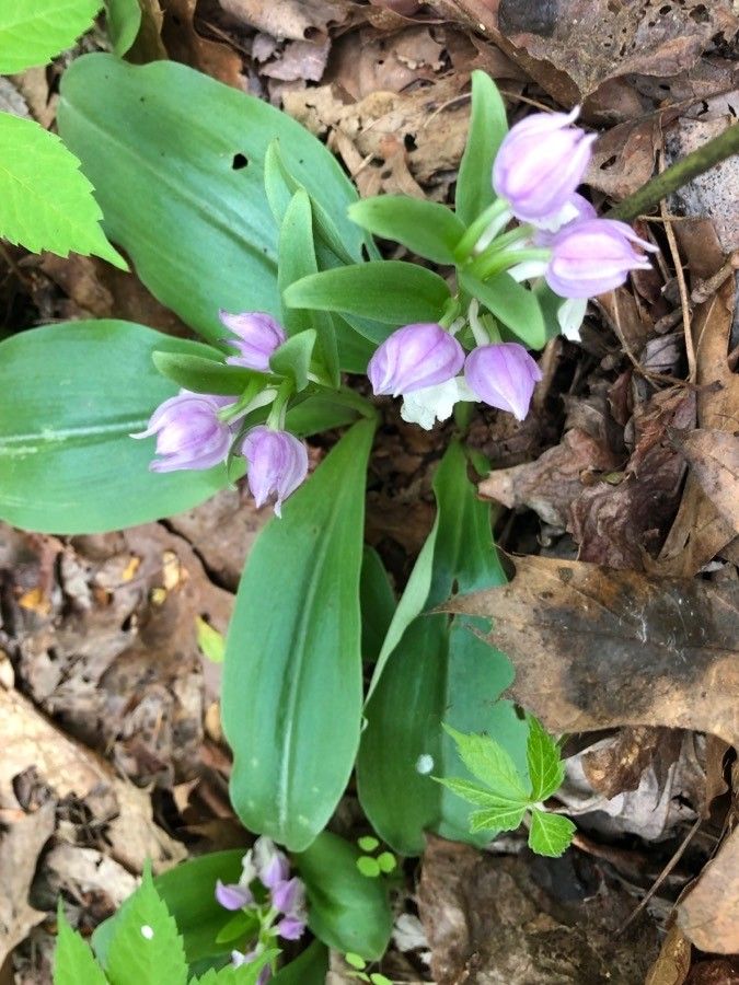Galearis spectabilis flower