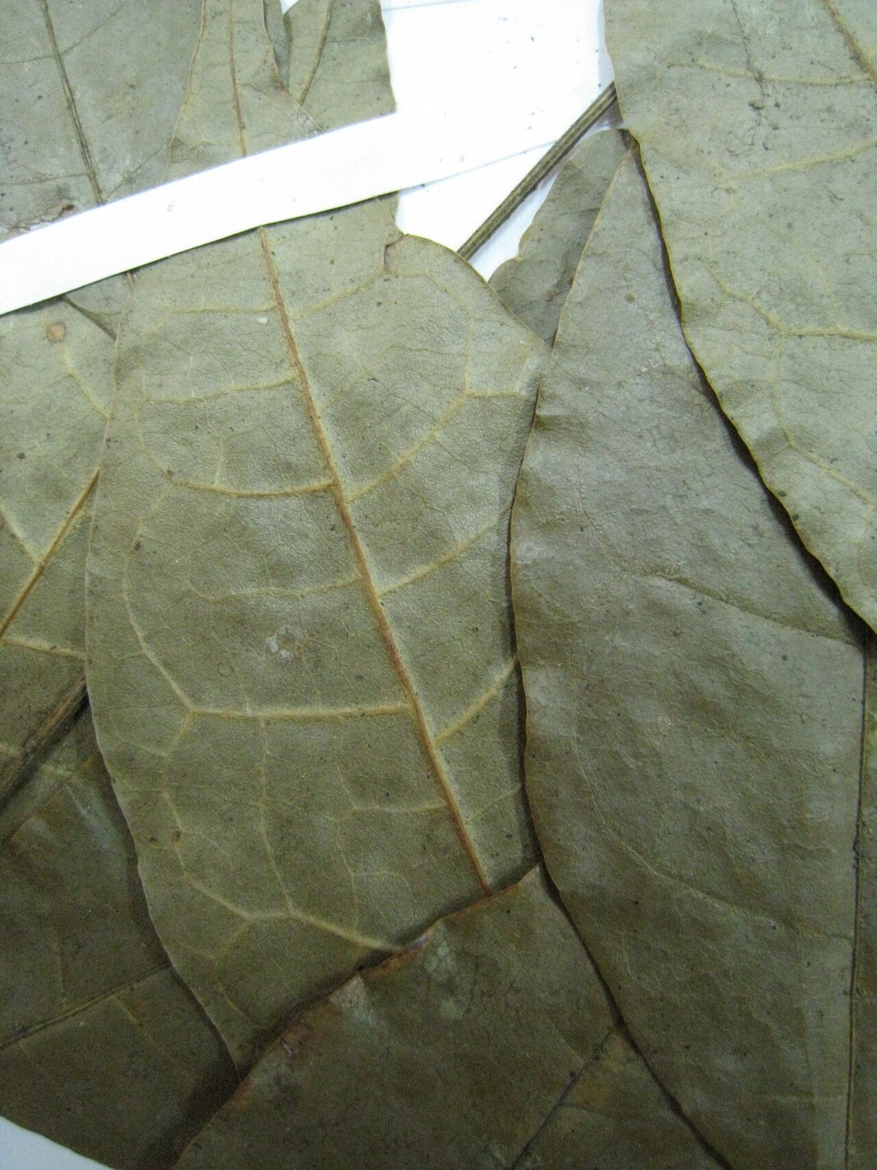 Protium guianense other