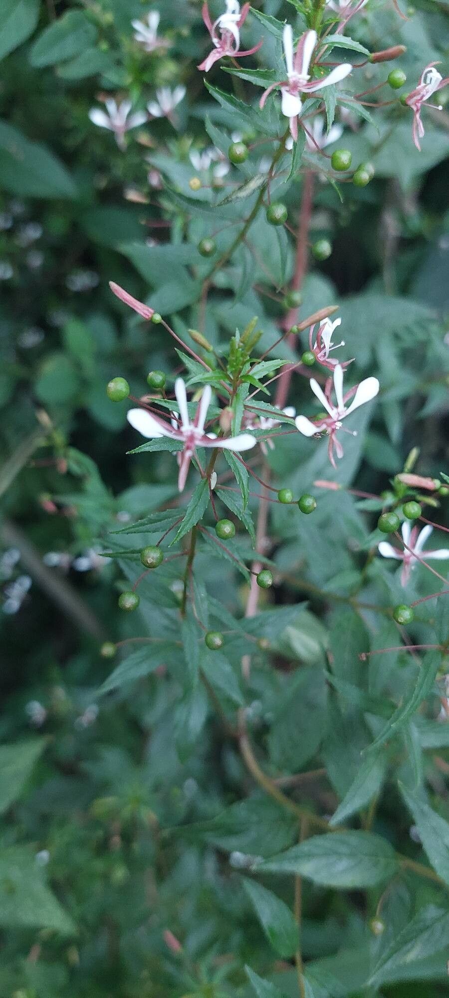 Lopezia miniata — related species from the same genus