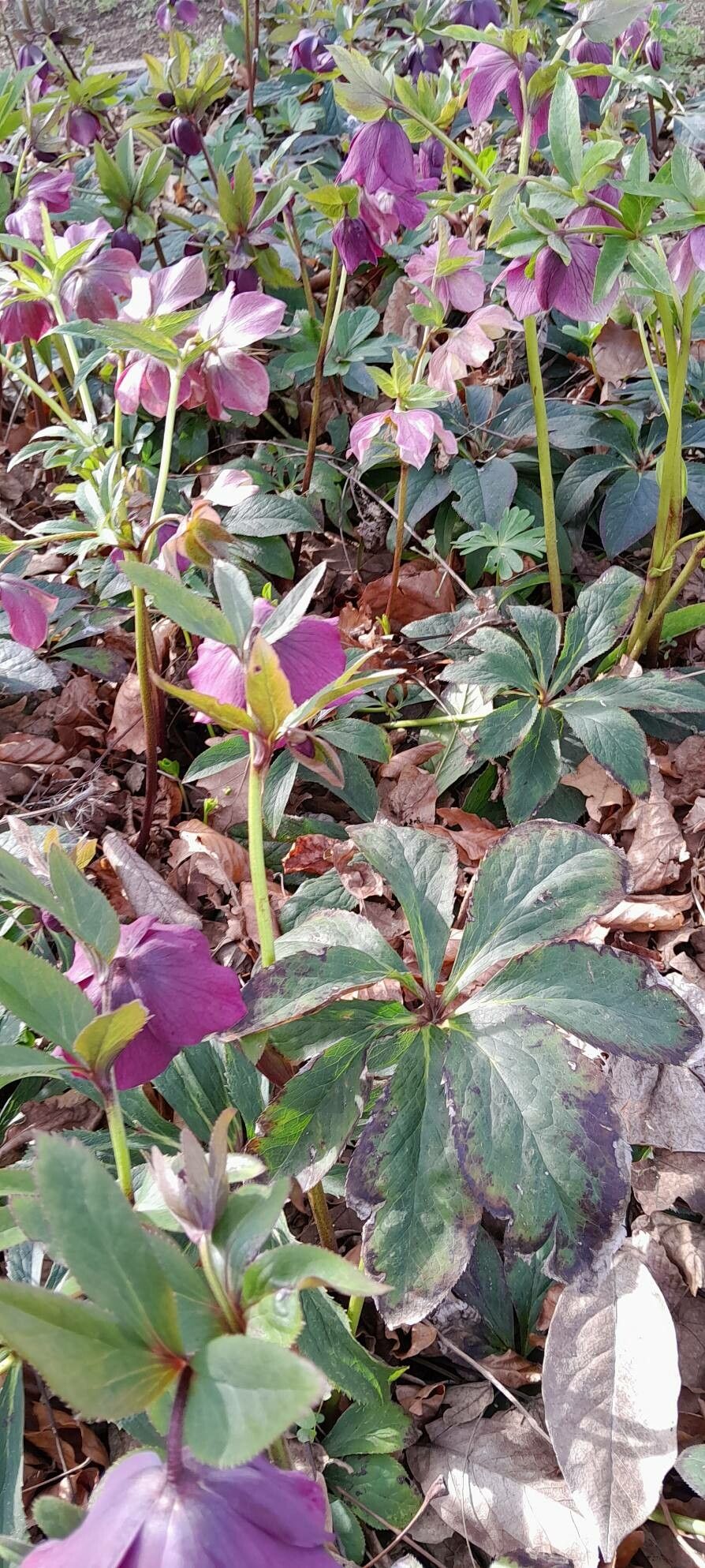 Helleborus × hybridus habit