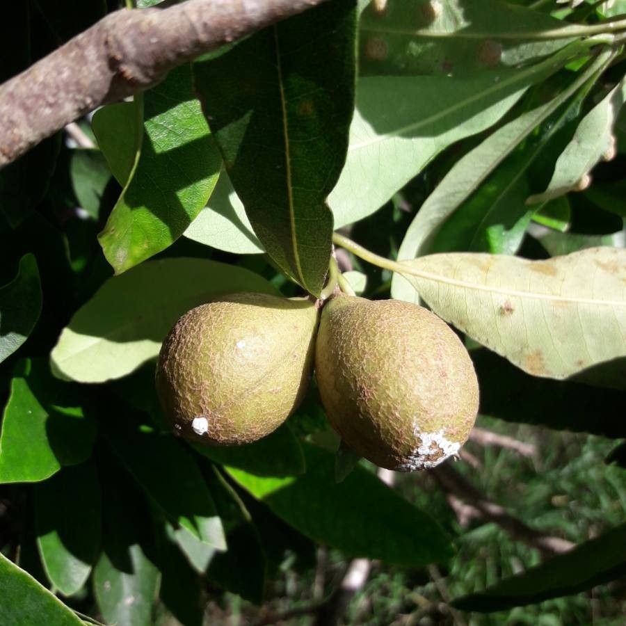 Pittosporum simsonii — search result for 'Pittosporum'