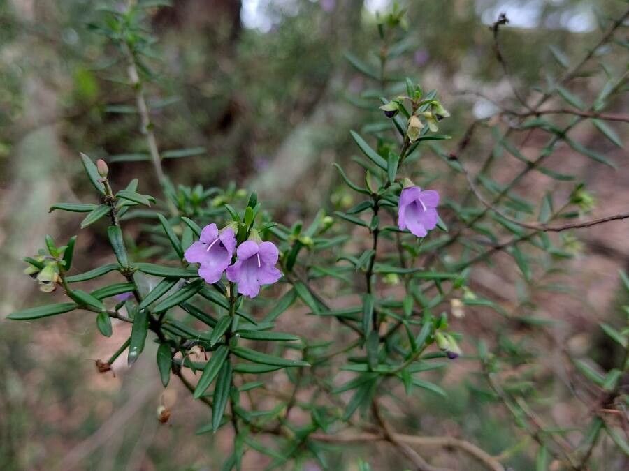 Prostanthera scutellarioides habit