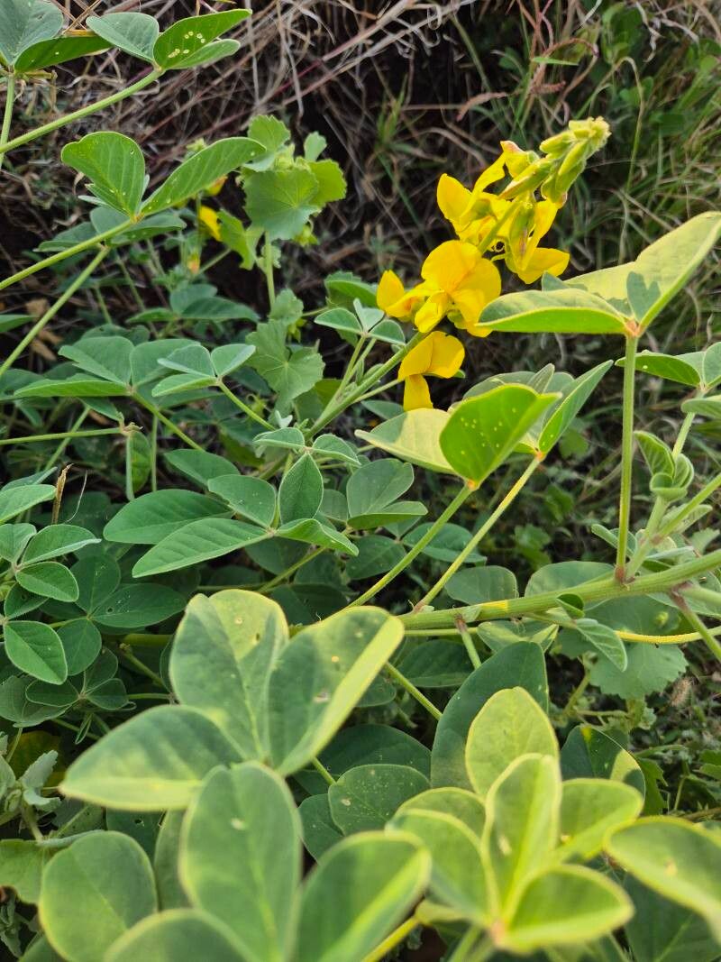Crotalaria verdcourtii — houseplant care guide