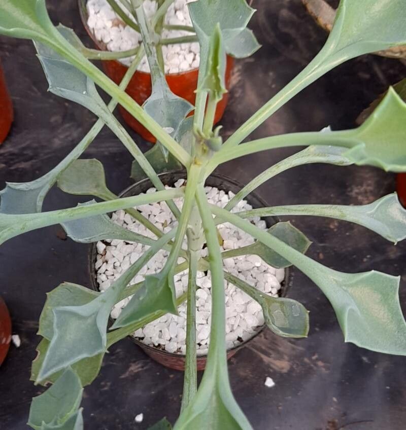 Senecio kleiniiformis — search result for 'Senecio'