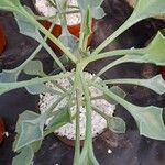 Senecio kleiniiformis