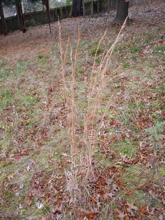 Andropogon virginicus habit