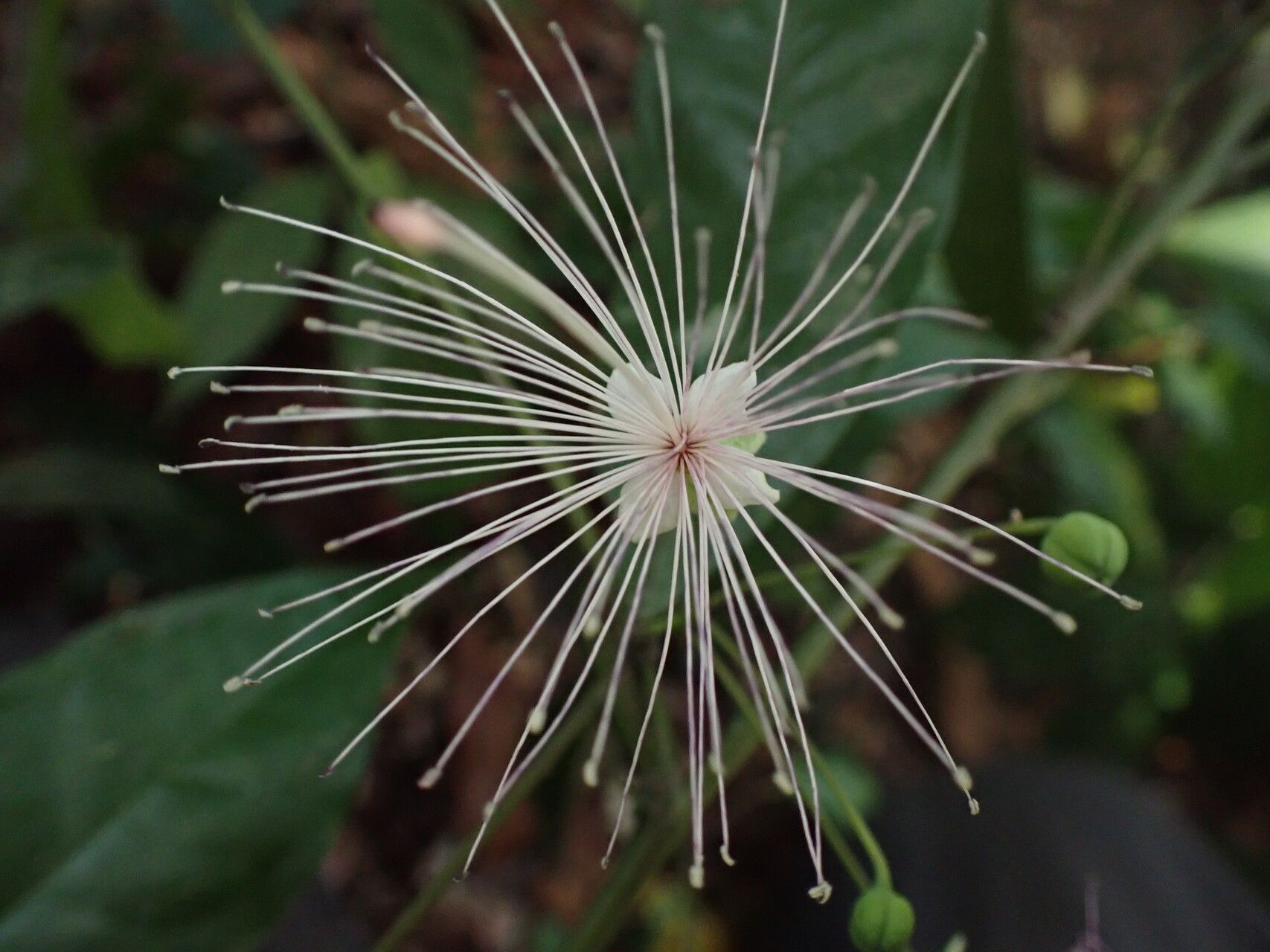 Maerua duchesnei flower