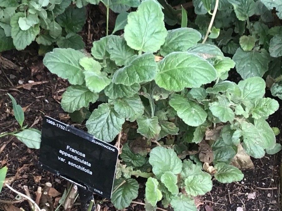 Francoa appendiculata — search result for 'Francoaceae'