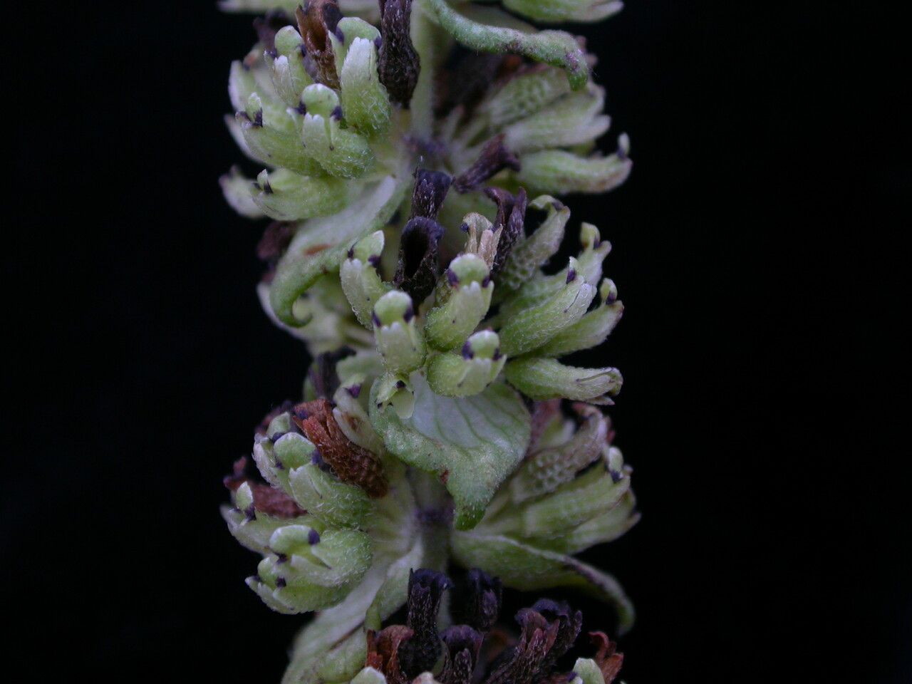 Platostoma coloratum habit