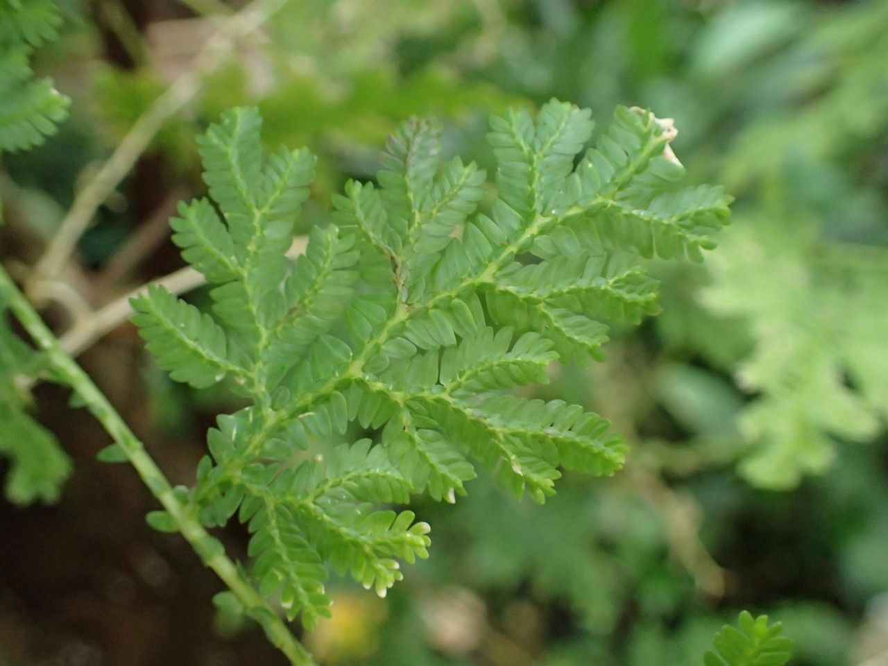 Selaginella pulcherrima leaf