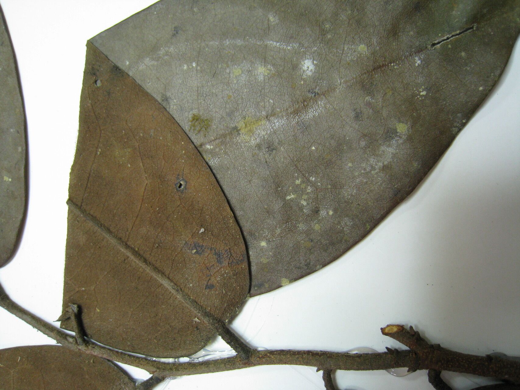 Xylopia excellens other