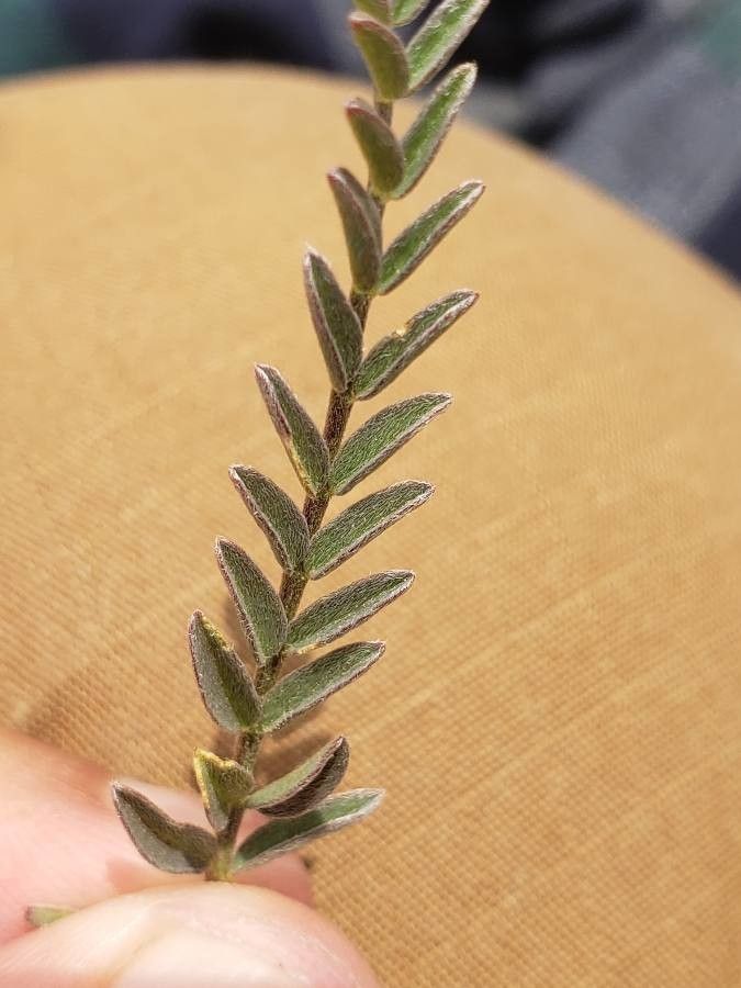Astragalus reventiformis leaf