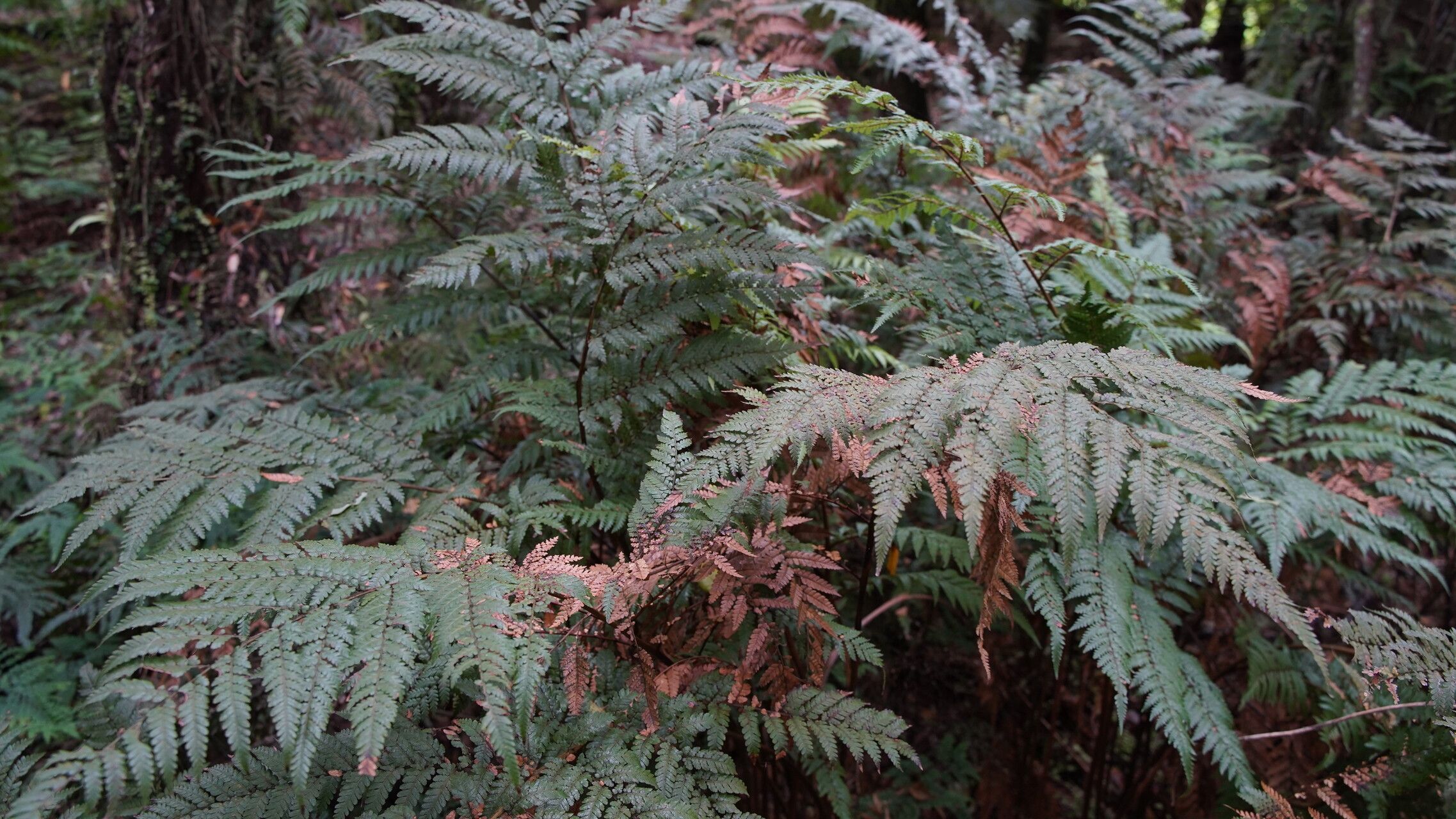 Dicksonia lanata habit