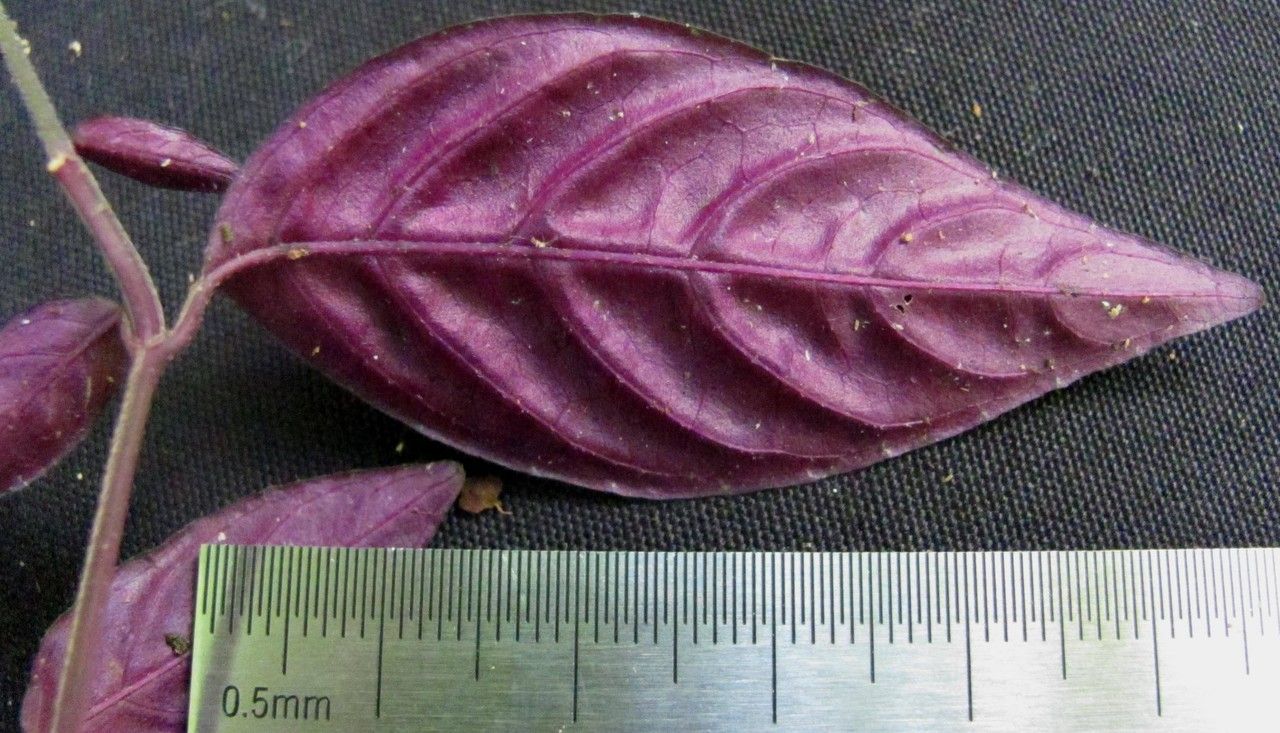 Justicia metallica other