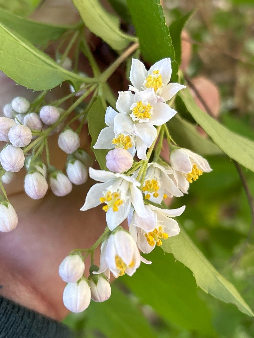 Deutzia longifolia flower