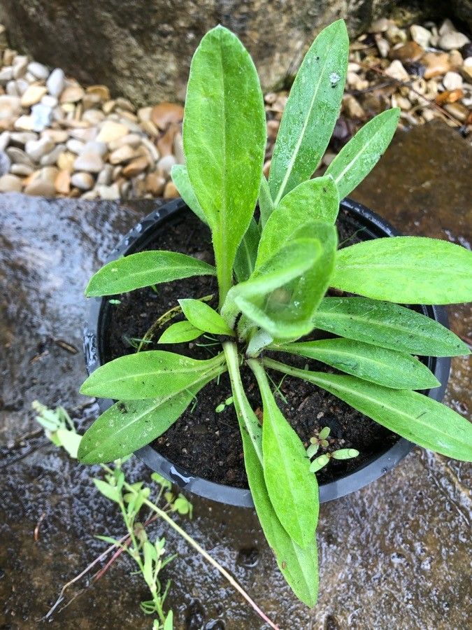 Cyanus graminifolius habit