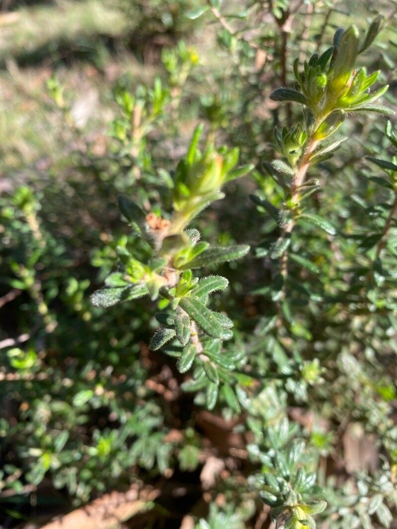 Hibbertia empetrifolia leaf