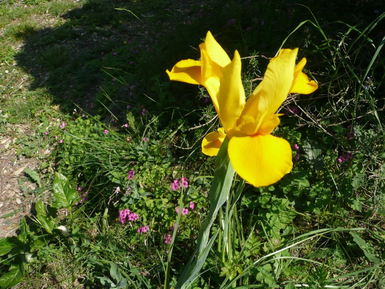 Iris x hollandica flower