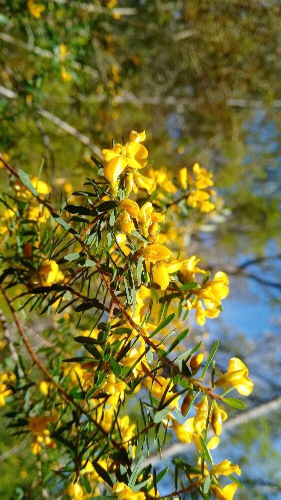 Pultenaea retusa flower