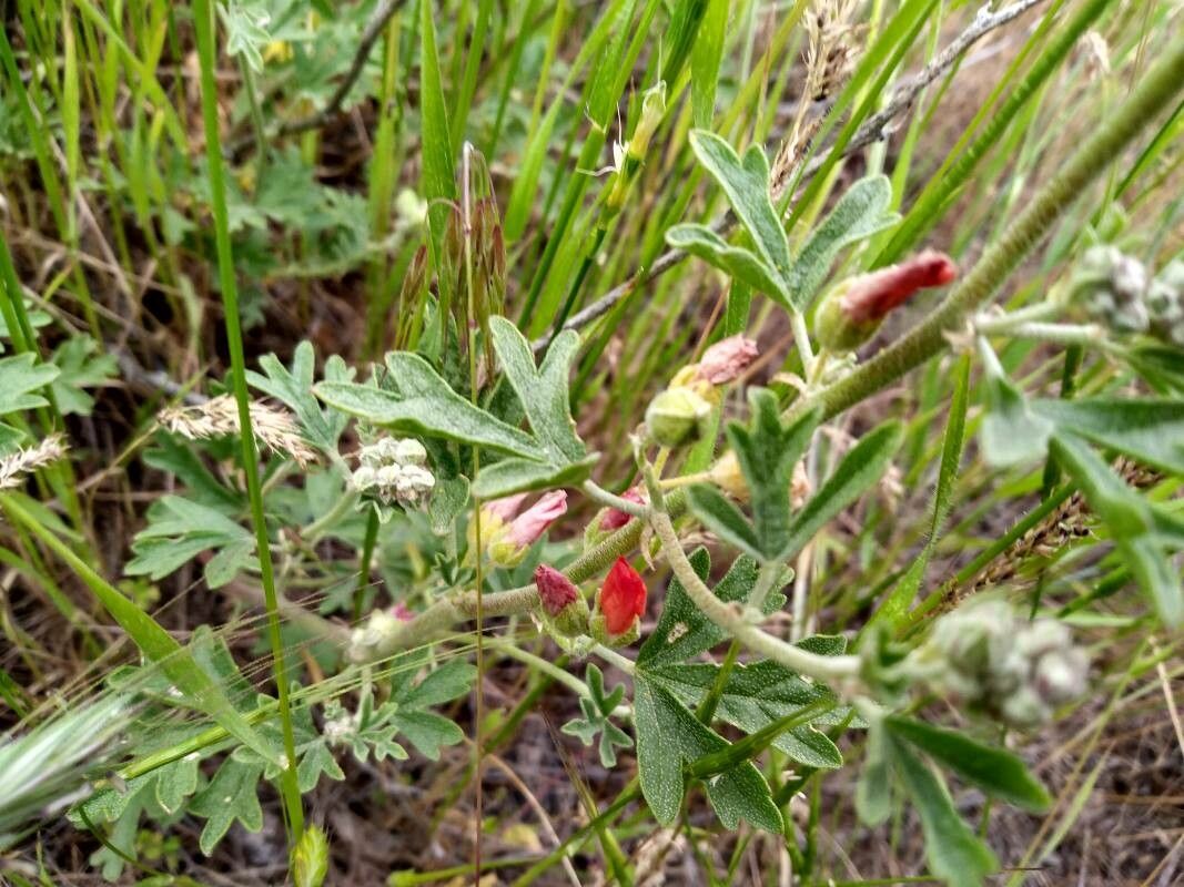 Sphaeralcea coccinea — search result for 'Northern North America'