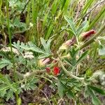 Sphaeralcea coccinea
