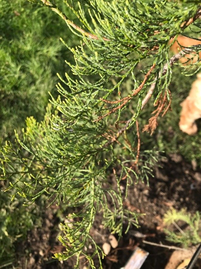 Widdringtonia nodiflora leaf