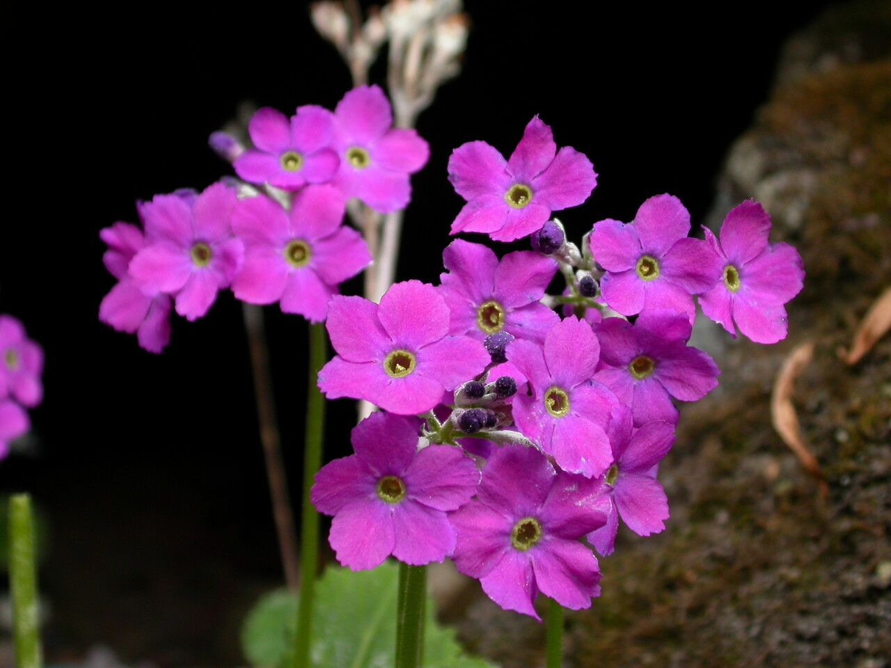 Primula rotundifolia flower
