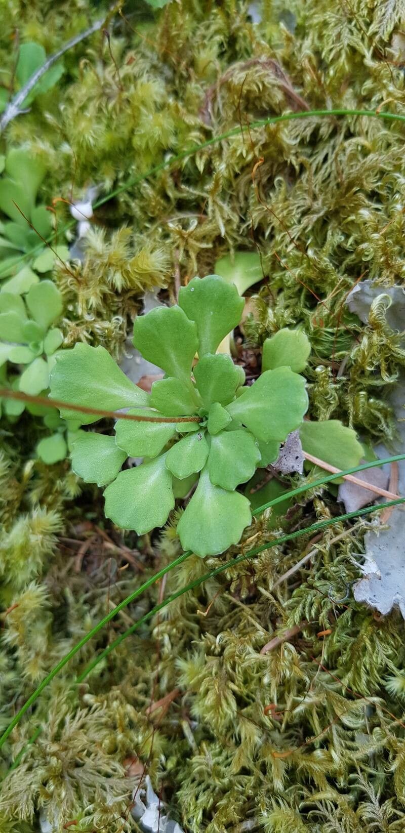Saxifraga cuneifolia